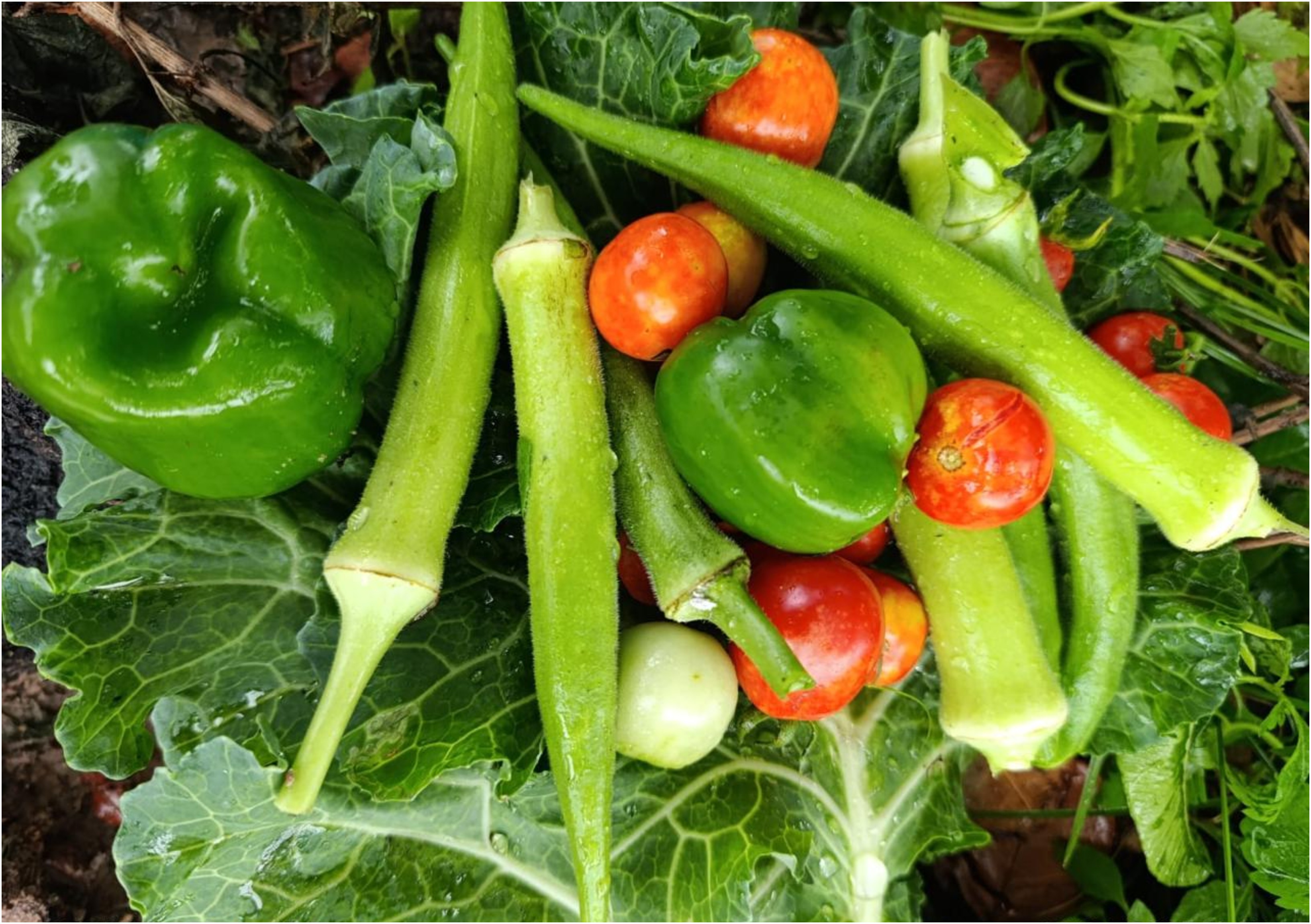 Hortas viram salas de aula ao ar livre e alunos aprendem ciências e matemática na prática em RR