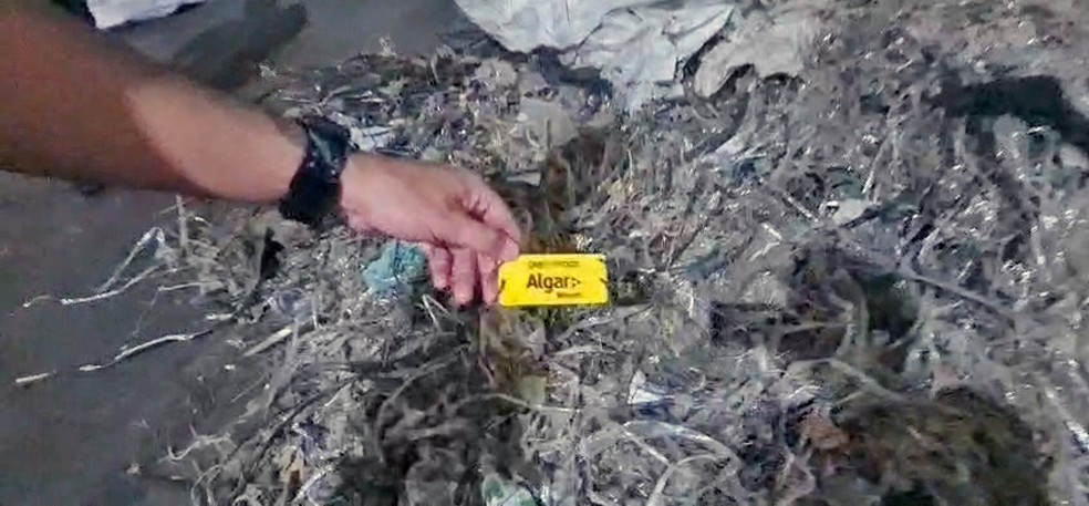 Cabos da Algar em galpão em Campo Grande — Foto: Reprodução/TV Globo