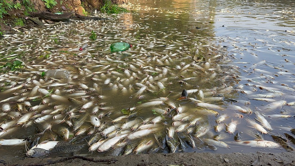 Rio Piracicaba amanhece com milhares de peixes mortos neste domingo — Foto: Gian Carlos Machado/Arquivo pessoal