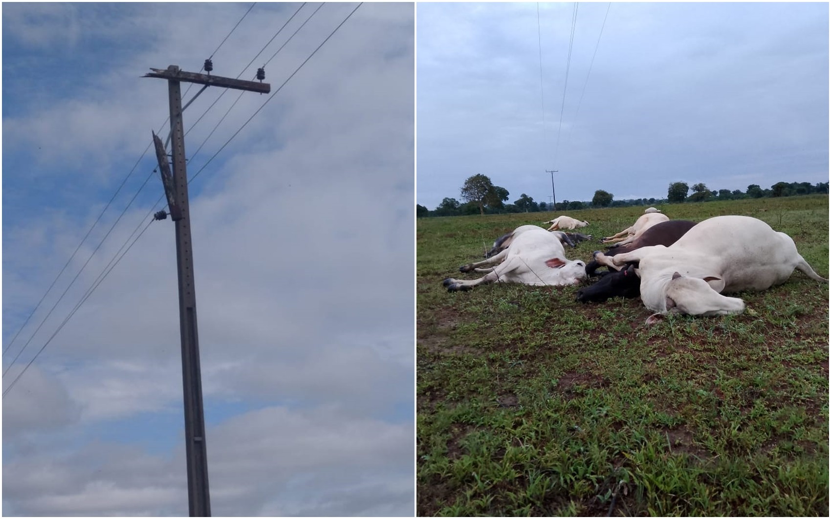 Cabo de alta tensão se rompe, mata bois e causa prejuízo de mais de R$ 41 mil em fazenda de Nova Crixás, diz fazendeiro