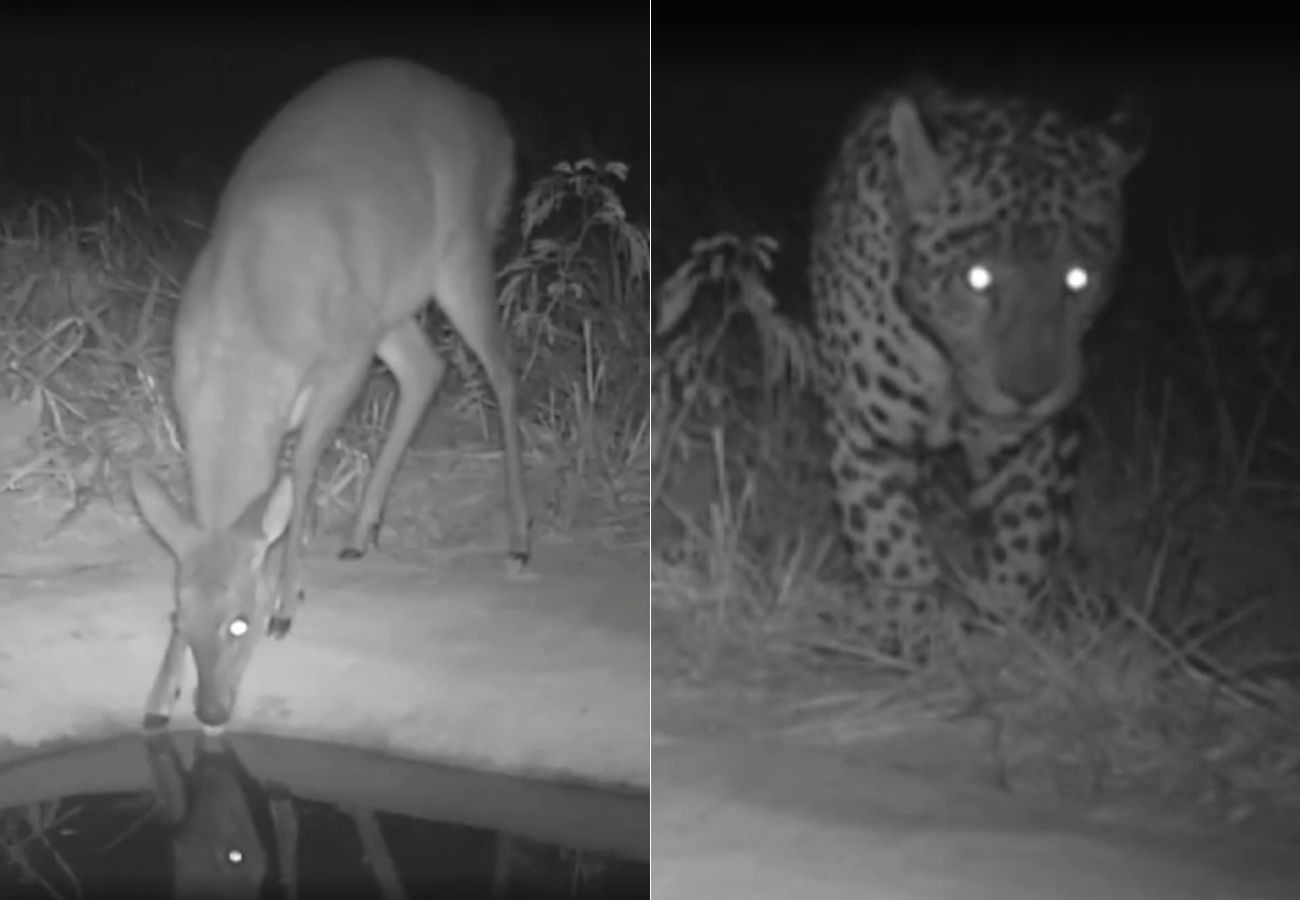 Big Brother do Cerrado? Bebedouros com câmeras ajudam pesquisadores a entender hábitos de animais silvestres