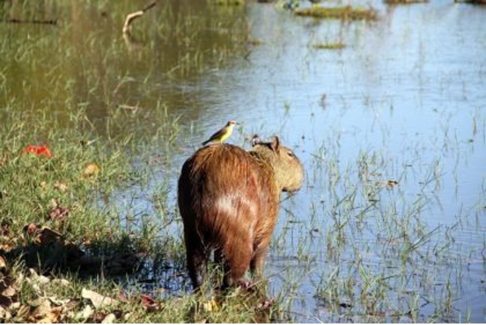 Capivara em lagoa de Três Lagoas. — Foto: Reprodução