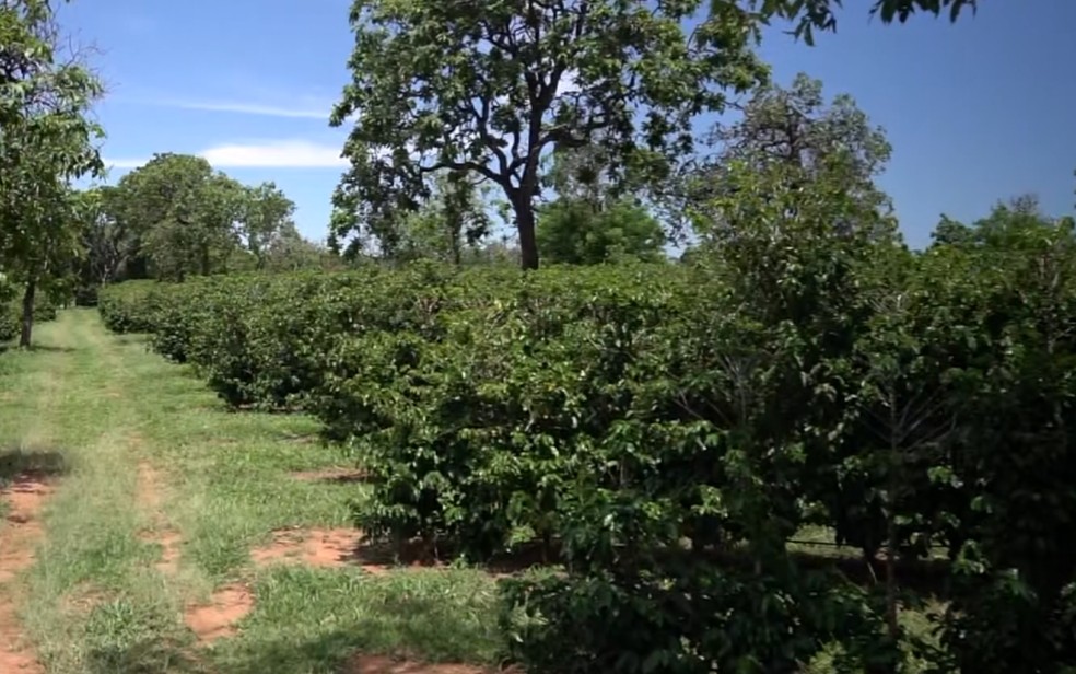 Fazenda centenária em Franca (SP) mantém quase meio milhão de pés de café cultivados de forma orgânica — Foto: Reprodução EPTV