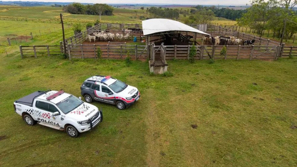 1 de 1
Dezenas de cabe&ccedil;as de gado furtadas em MG s&atilde;o encontradas no interior de SP &mdash; Foto: Pol&iacute;cia Militar/Divulga&ccedil;&atilde;o