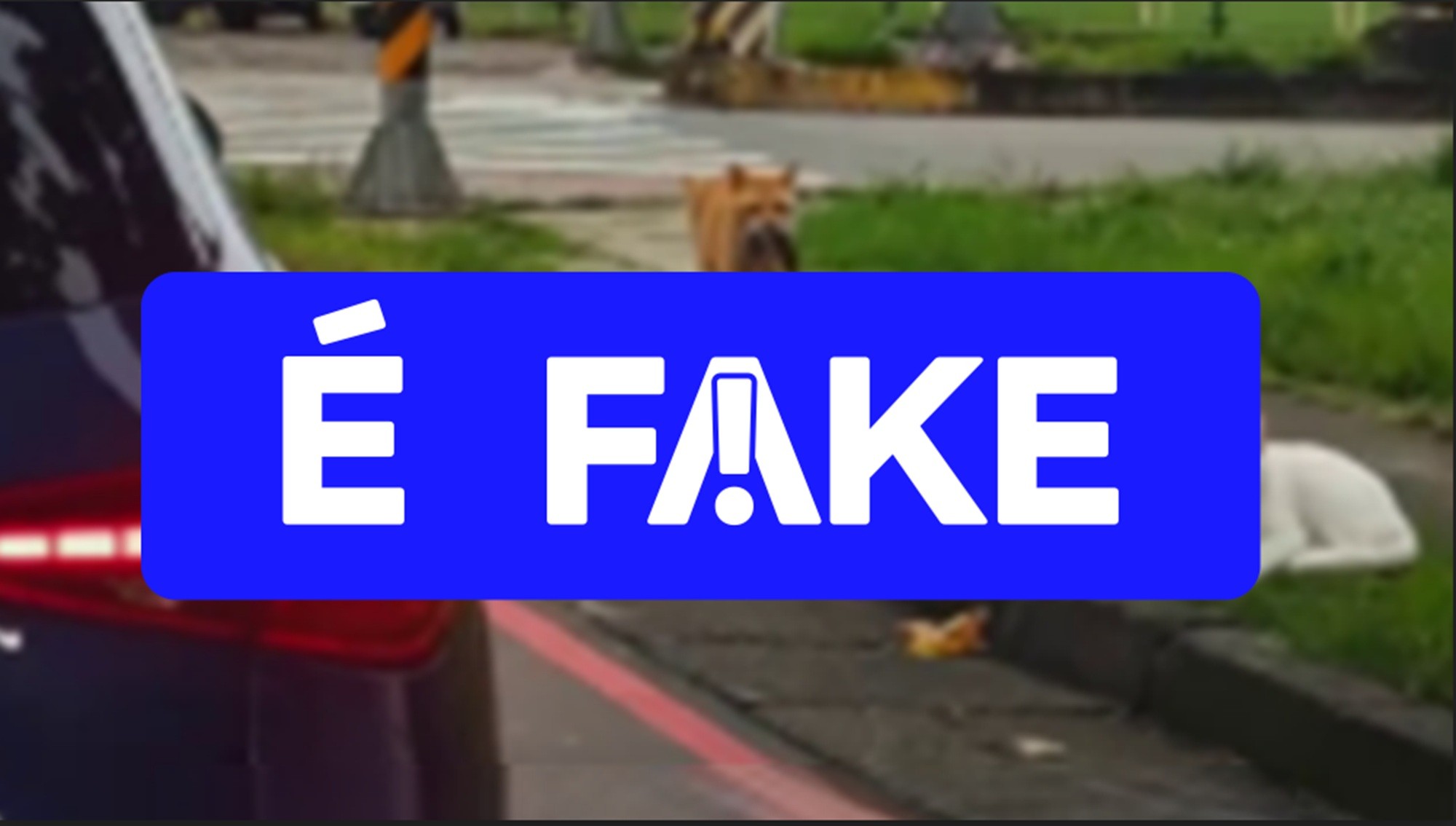 É #FAKE vídeo de gatinho flagrando 'traição'; cena foi gerada com inteligência artificial