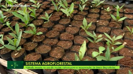 Mais Sustentável: mudas nativas ajudam na recuperação de áreas degradadas