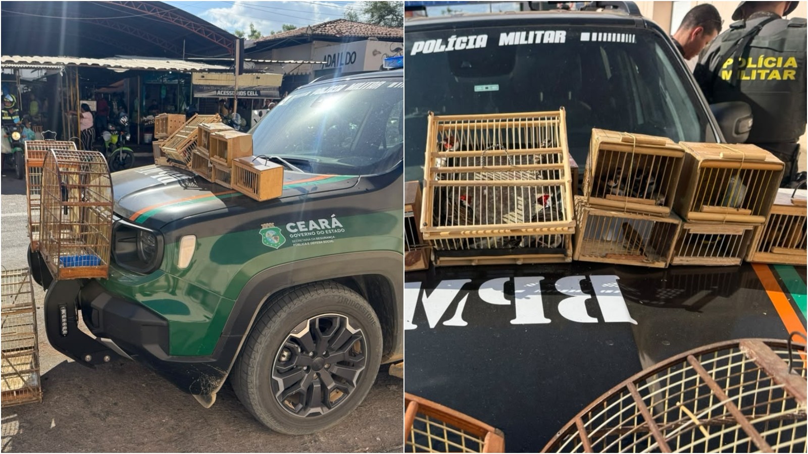 Polícia resgata 27 aves silvestres durante fiscalização em feira livre no interior do Ceará