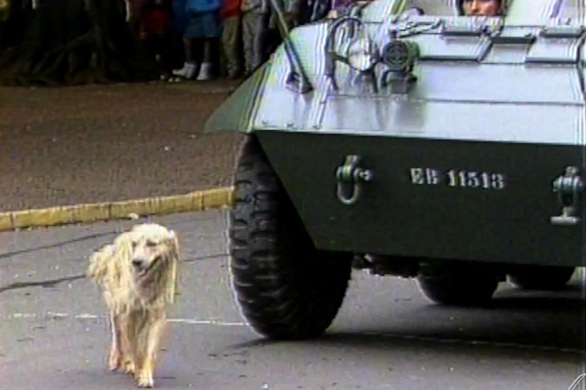 Há quase 40 anos, cachorro caramelo foi principal atração de desfile de 7 de setembro em MS