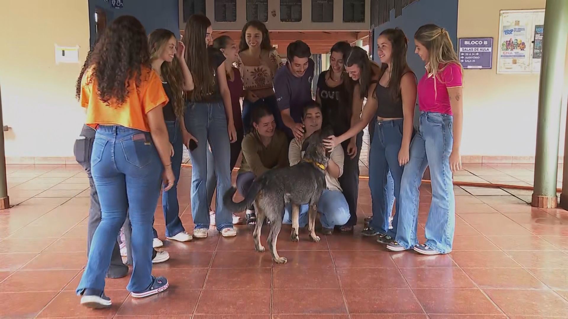Estudante adota cachorro comunitário após suspeita de tiros na direção do animal em SP
