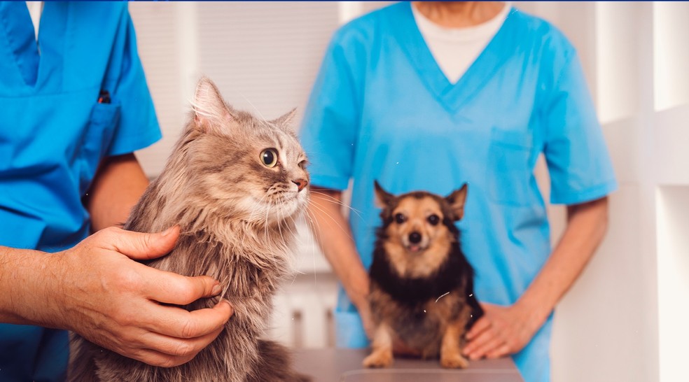 Castração de cães e gatos  — Foto: Reprodução