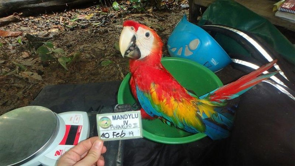 Parker, com 75 dias, está pronto para sair do ninho — Foto: The Macaw Society