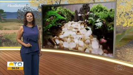 Veja o que é destaque no Jornal do Campo deste domingo (19)
