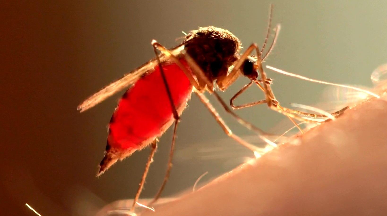 Como mosquitos machos atacam fêmeas e evitam armadilhas