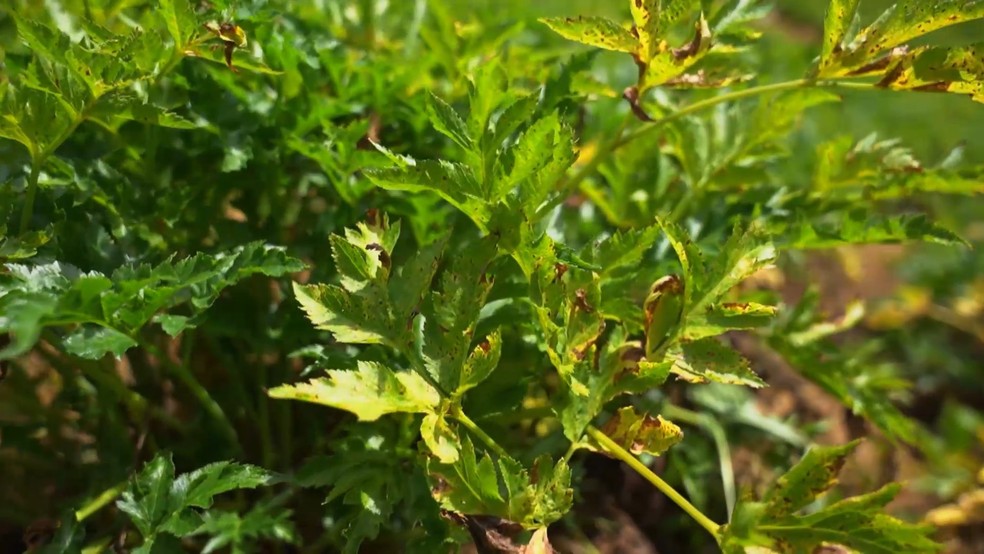 Calor faz batata-baroa cozinhar embaixo da terra antes de serem colhidas em Alfredo Chaves, Espírito Santo. — Foto: TV Gazeta