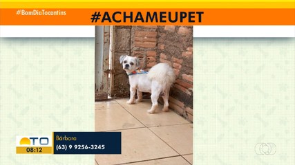 Tutora procura cachorrinho que desapareceu no setor Nova Fronteira em Gurupi