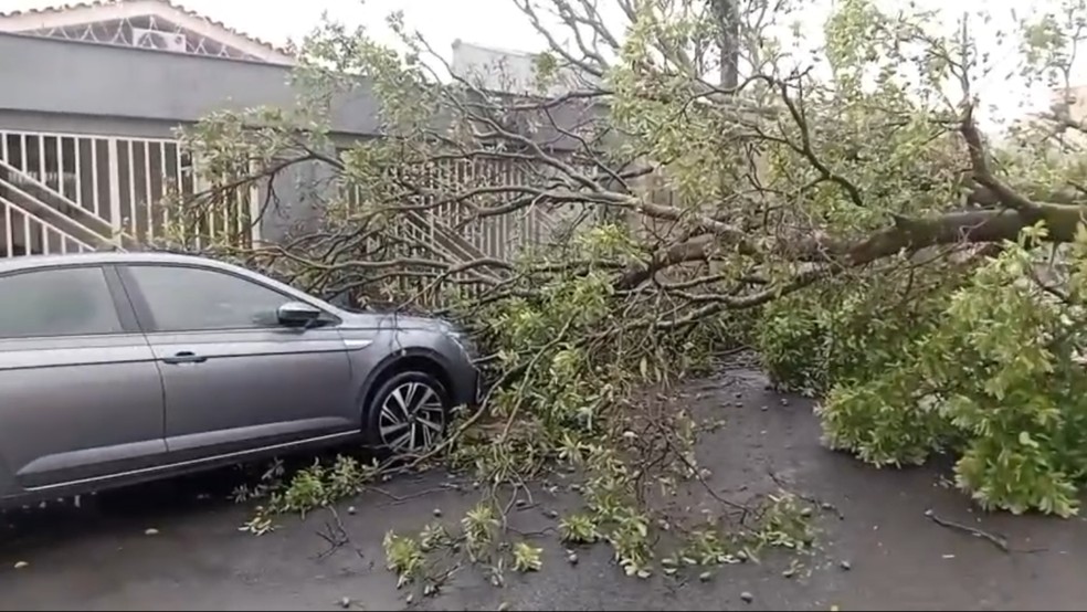 &Aacute;rvore ca&iacute;da no Bairro Brasil, em Uberl&acirc;ndia &mdash; Foto: Redes sociais/Reprodu&ccedil;&atilde;o