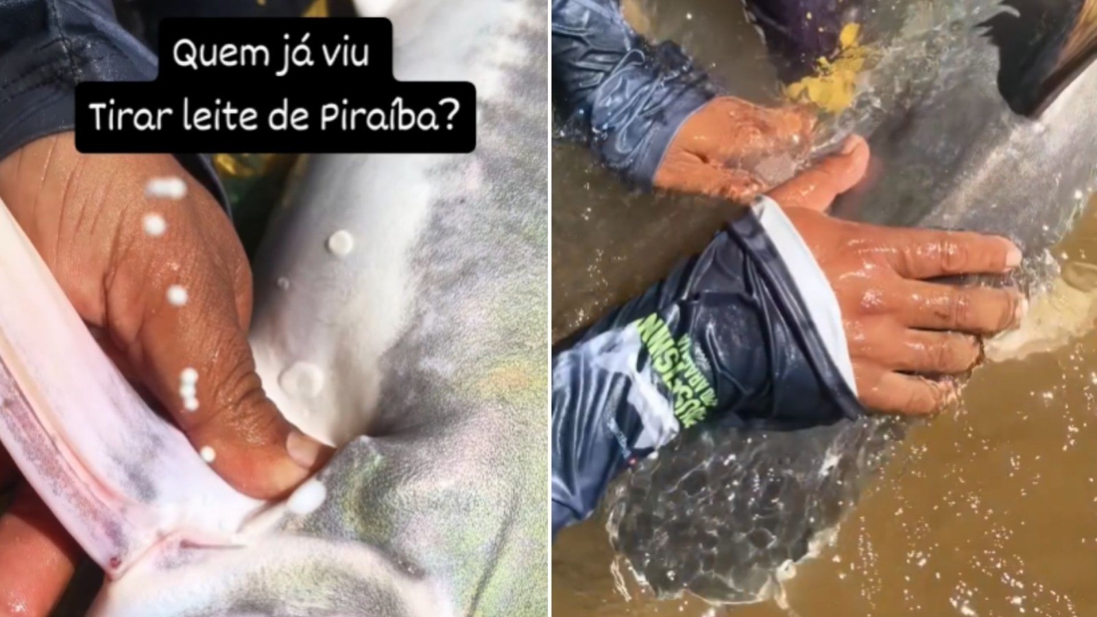 Guia de pesca se impressiona ao tirar muco de peixe gigante que não pode ser consumido: ‘Já viu tirar ‘leite’ de piraíba?’