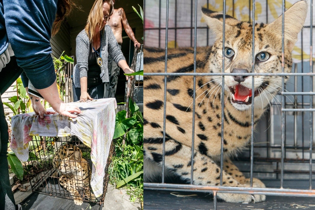 Bombeiros vão apagar incêndio e acham felino selvagem da África criado de forma ilegal em casa nos EUA