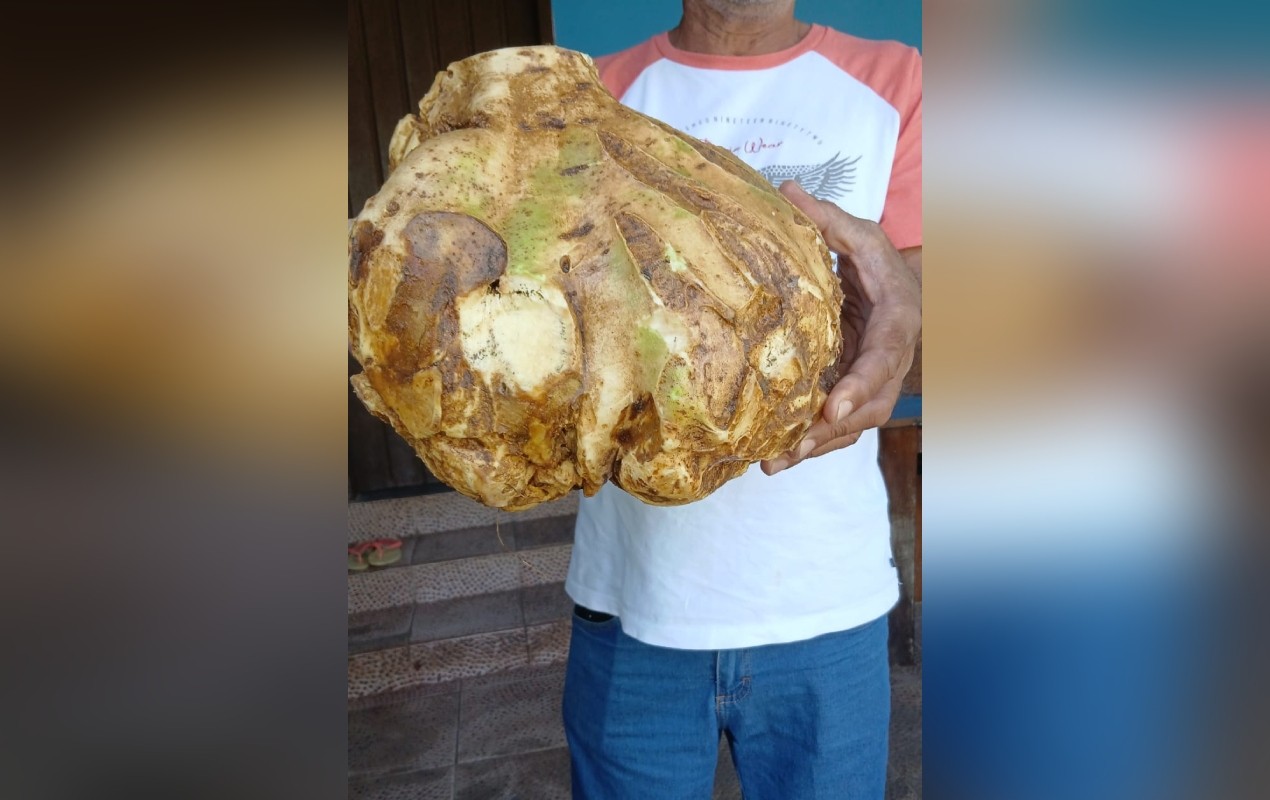 VÍDEO: moradora é surpreendida com batata-doce de 5 quilos em horta no interior de SP: ‘Achei que era um tronco de árvore'