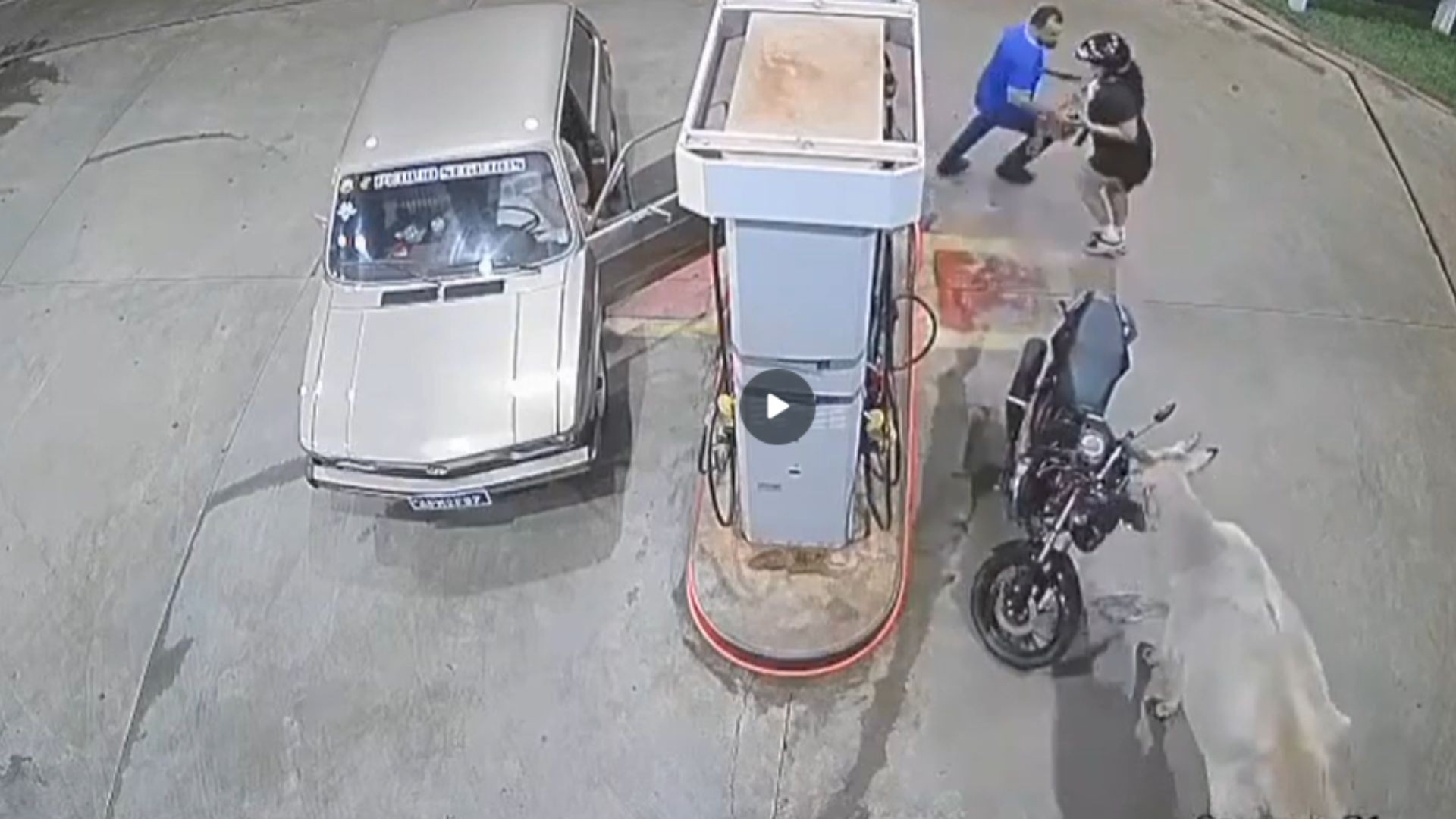 VÍDEO: Boi Nelore invade posto de combustíveis, derruba moto e foge de cachorro em Iturama