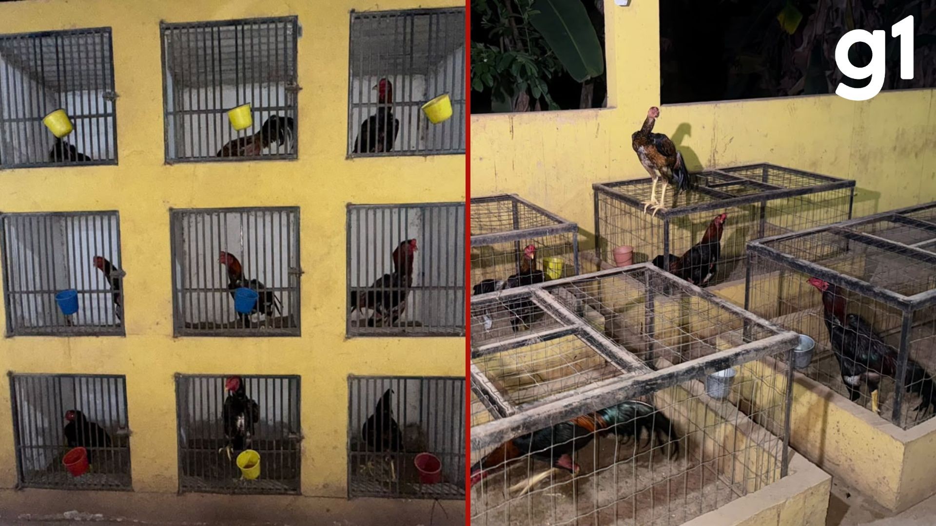 Rinha de galos é fechada durante transmissão ao vivo e mais de 90 animais são encontrados feridos em MT