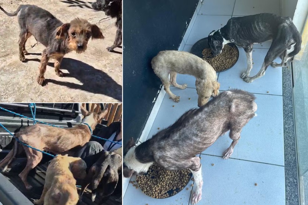 Caso emblemático em Pirapozinho (SP) marcou o agente policial; oito cães foram resgatados — Foto: Andrews Markus/Arquivo pessoal