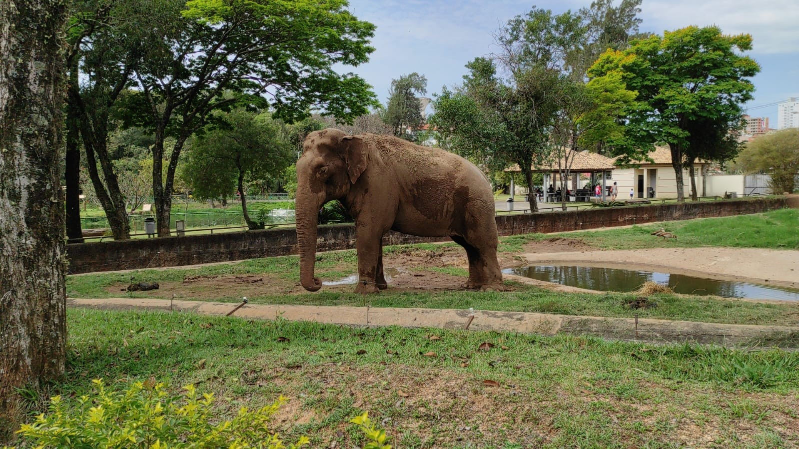 MP dá prazo de 45 dias para elefante Sandro ser transferido do zoo de Sorocaba para santuário no MT