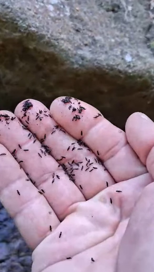 Câmara de Vereadores cria comissão especial para discutir infestação de borrachudos no Rio