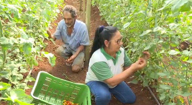 Família de Apucarana muda de vida com produção de tomates orgânicos