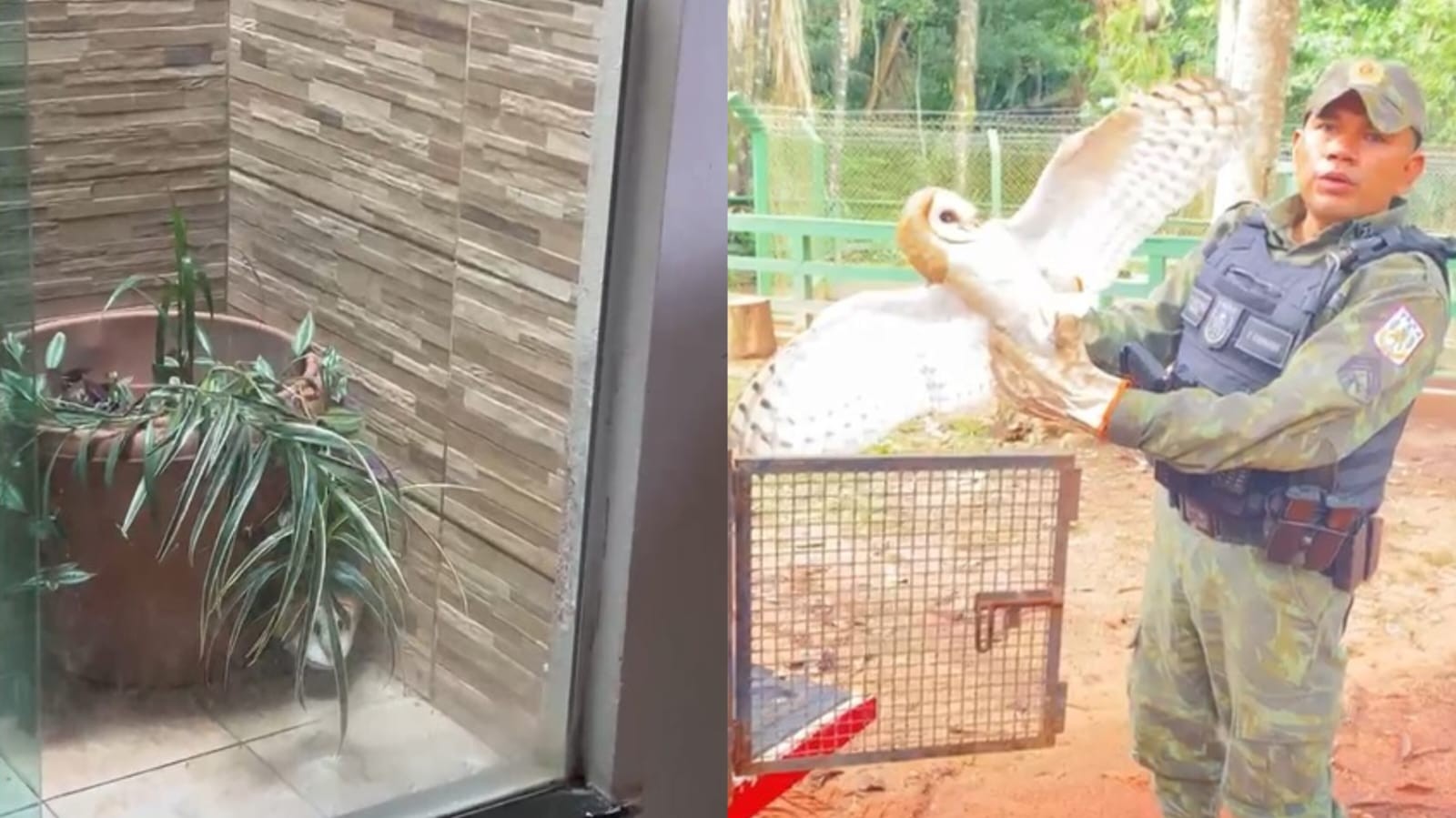 Coruja 'rasga-mortalha' é resgatada de residência no bairro Diamantino, em Santarém