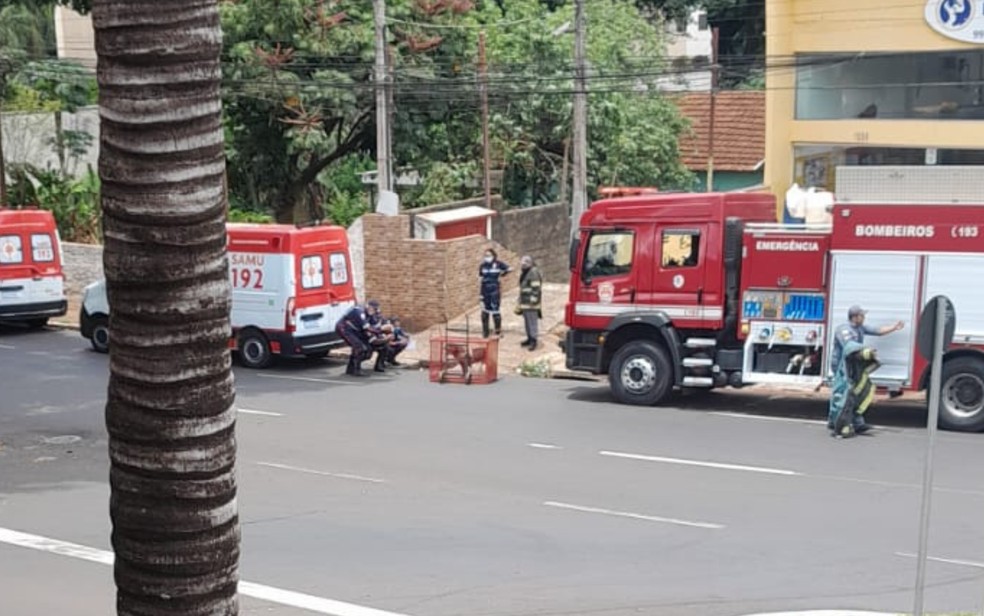 Cachorro de grande porte é recolhido pela equipe da Zoonose em Ribeirão Preto, SP — Foto: Divulgação