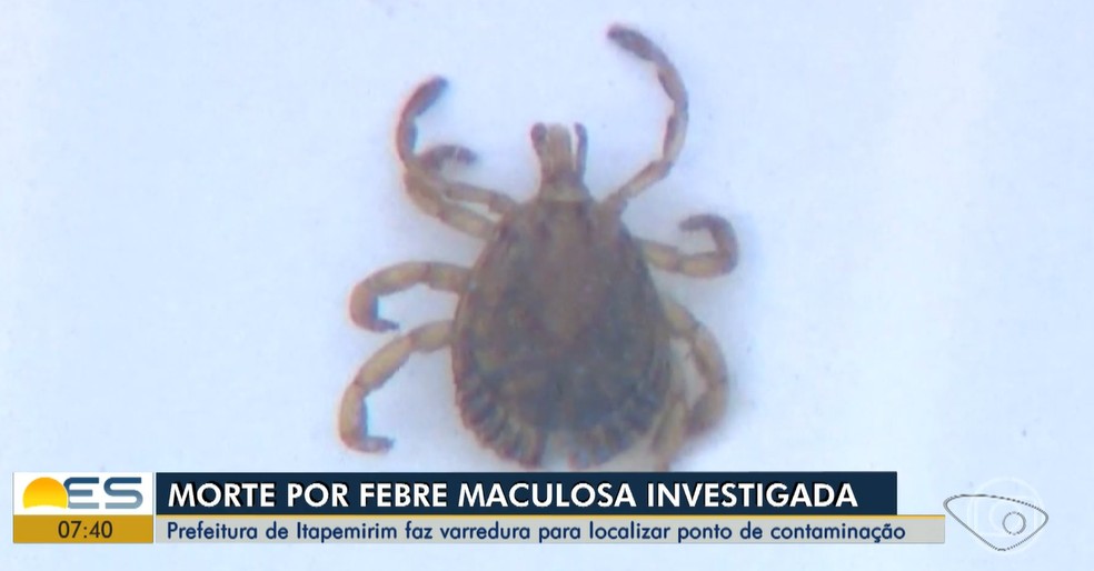 Carrapato é causador da febre maculosa — Foto: Reprodução/TV Gazeta