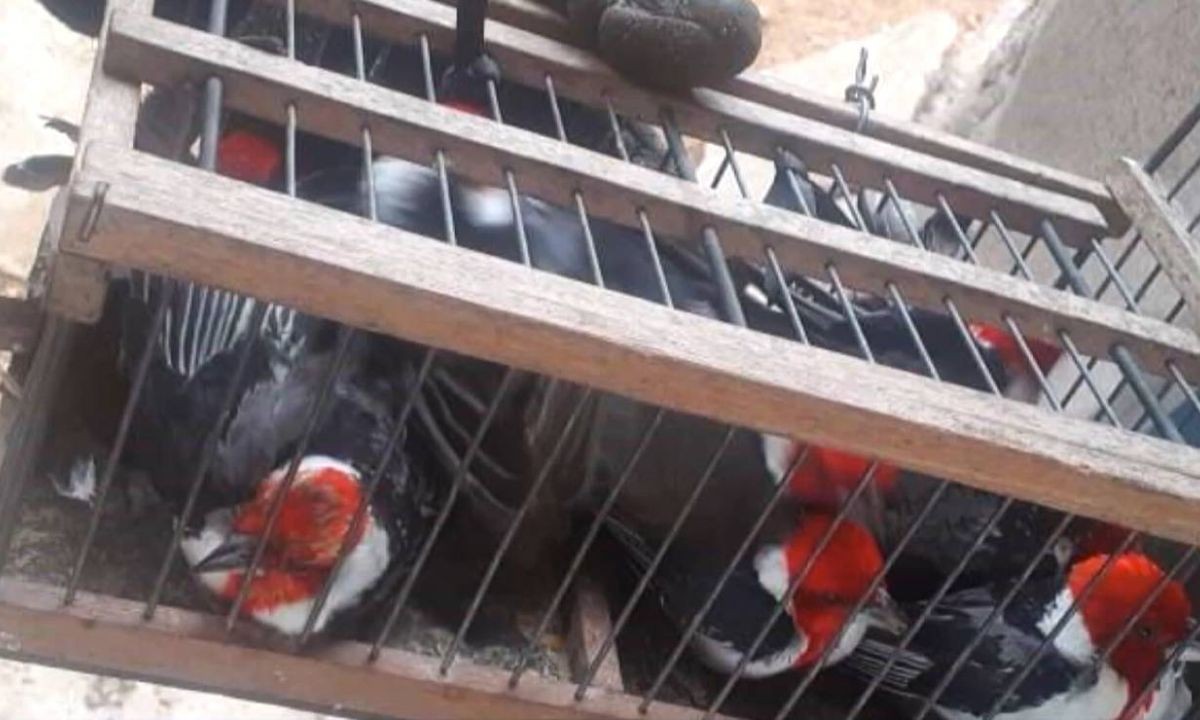 Homem apontado como um dos maiores traficantes de animais silvestres do Brasil é preso na Bahia