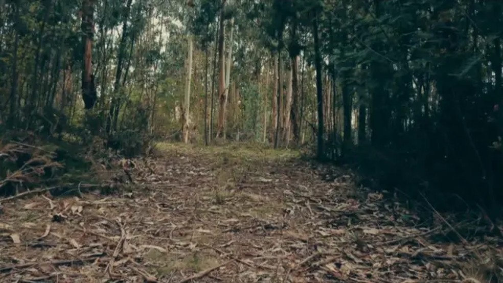 Floresta em Portugal onde Twinkle escondia seus arquivos. — Foto: BBC