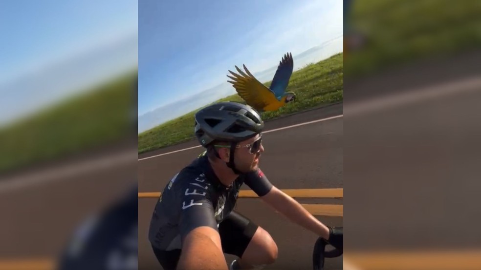 Arara 'escolta' ciclistas durante treino em rodovia de Dois Córregos (SP) — Foto: Instagram/reprodução