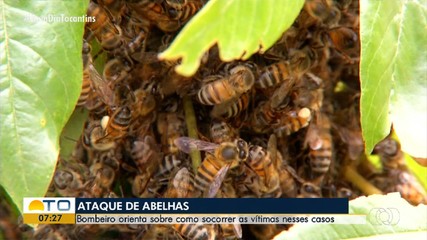 Bombeiro Militar explica o que não fazer ao socorrer vítimas de ataques de abelhas