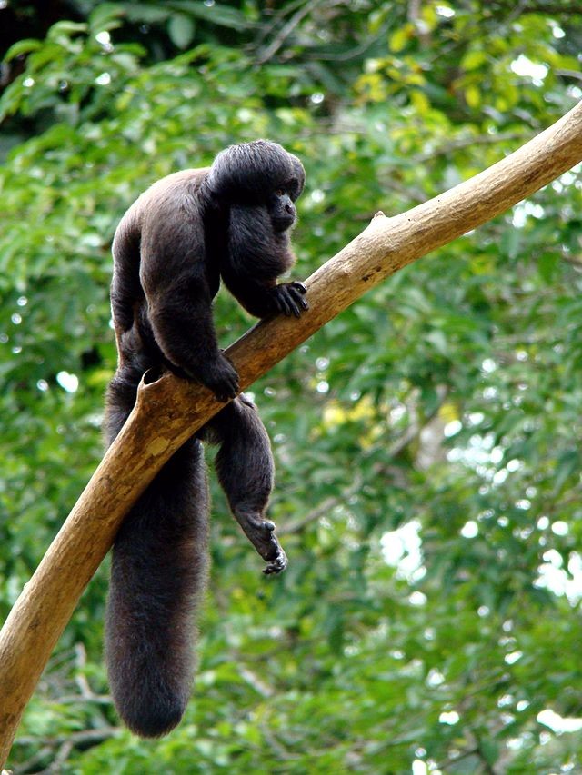 Cuxiú-preto: conheça o primata mais ameaçado da Amazônia