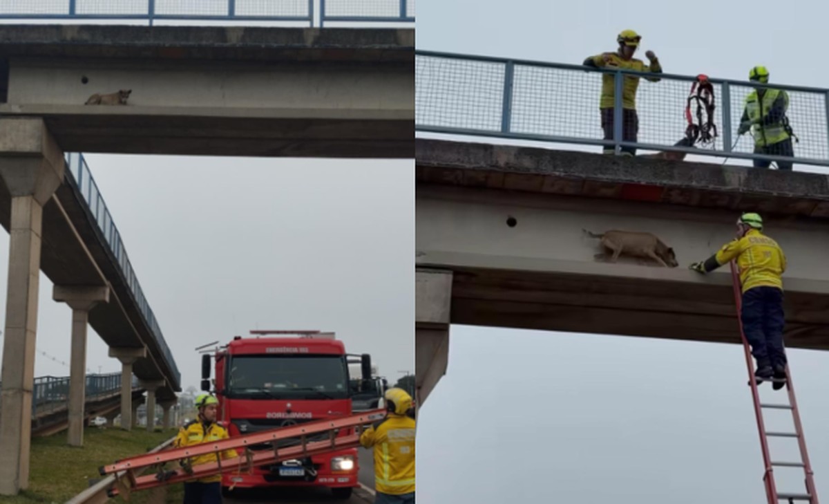 Resgate de cachorro caramelo preso em área de difícil acesso em passarela interdita rodovia em SC 