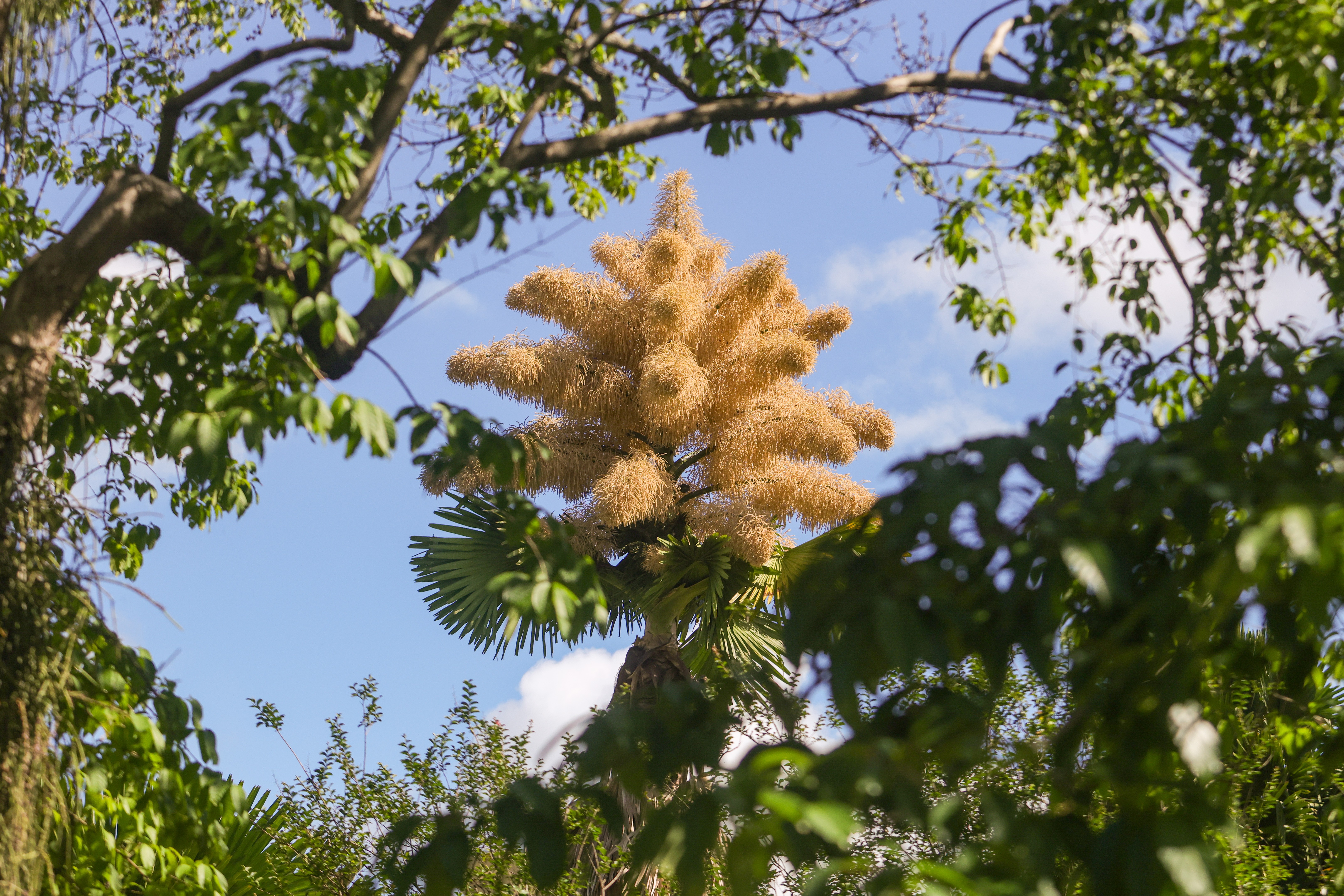 Palmeiras que florescem a cada 70 anos leva visitantes a jardim no RJ; FOTOS