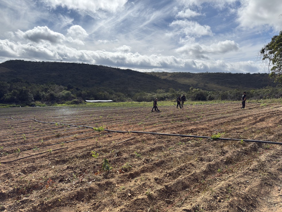 Plantação de maconha encontrada no local — Foto: Polícia Civil