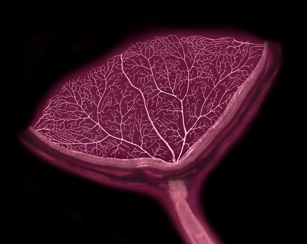 19º lugar: Corte do olho de um camundongo mostra vasos sanguíneos da retina e o nervo óptico. — Foto: Satu Paavonsalo e Sinem Karaman/Nikon Small World