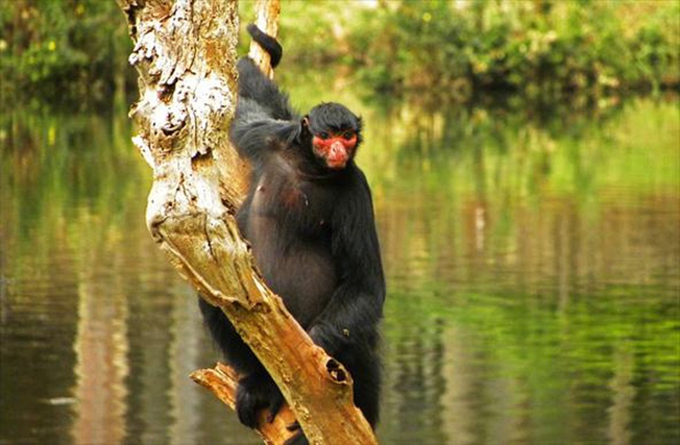 Fundo Macaco Preto Na Floresta Fundo, Uma Foto De Um Macaco Aranha