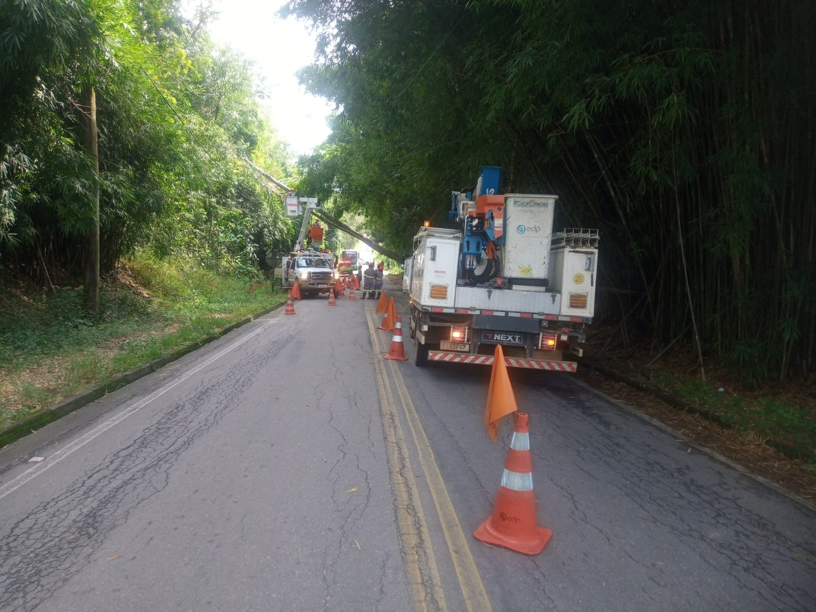 Queda de árvore de grande porte interdita estrada por 11 horas em Pindamonhangaba