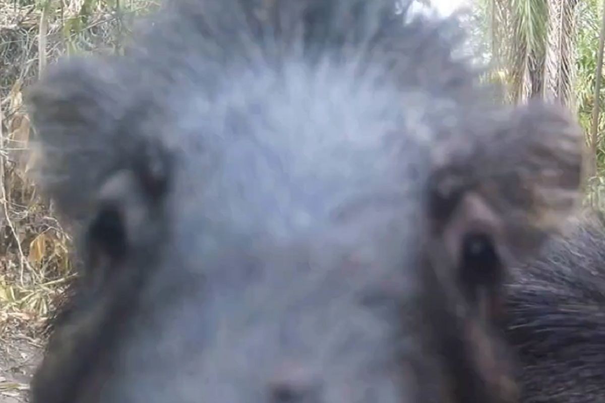 VÍDEO: animais surpreendem ao 'espionar' câmeras camufladas no Pantanal de MS