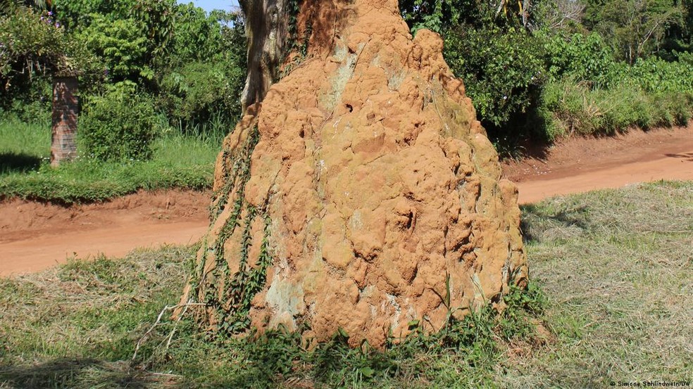 Formigueiro em uma árvore antiga no Jardim Botânico de Entebbe, em Uganda — Foto: Simone Schlindwein/DW