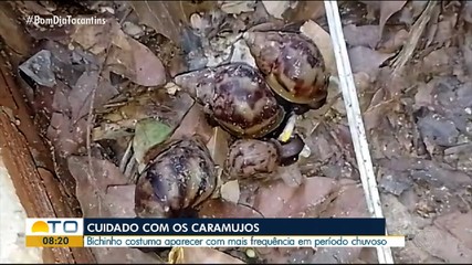 Período chuvoso aumenta presença de caramujos africanos; veja quais cuidados tomar