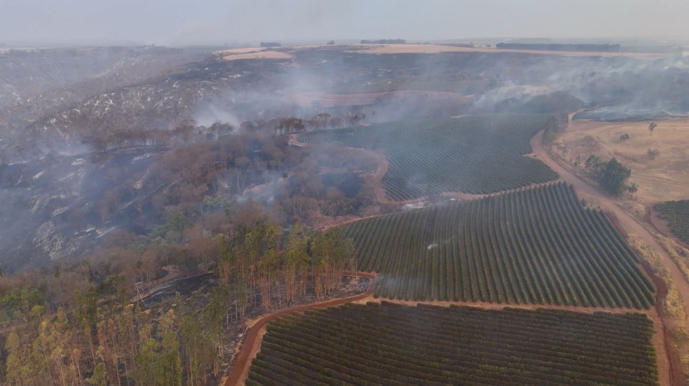 Cafezais na região da Serra do Parí, mais conhecida como Serra da Santa, entre Pedregulho (SP) e Buritizal (SP), próximos ao fogo — Foto: Reprodução/EPTV