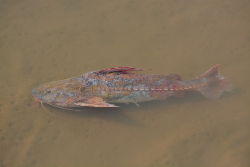 Armal possui uma fileira de espinhos ao longo da lateral do corpo que causam dificuldade no manuseio — Foto: flavioubaid/iNaturalist