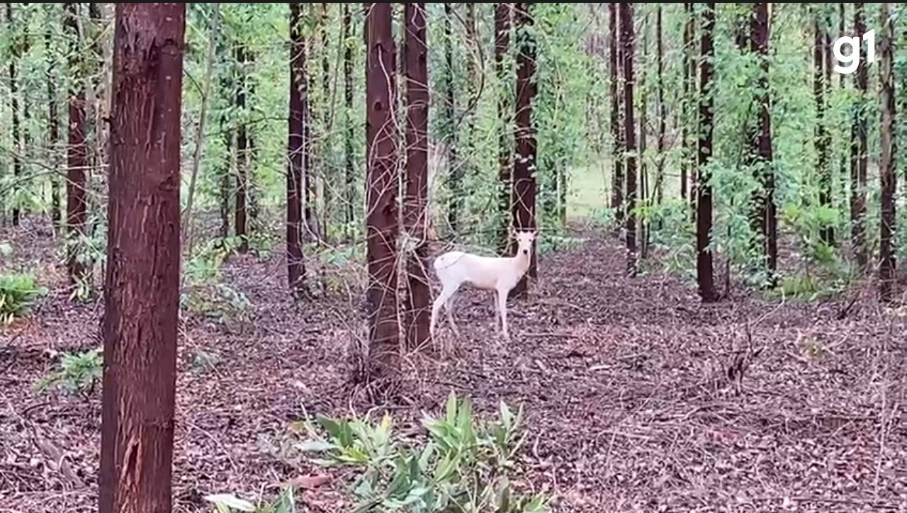 Raríssimo, veado semialbino vive 'escondido' nas sombras de floresta de MS; veja vídeo