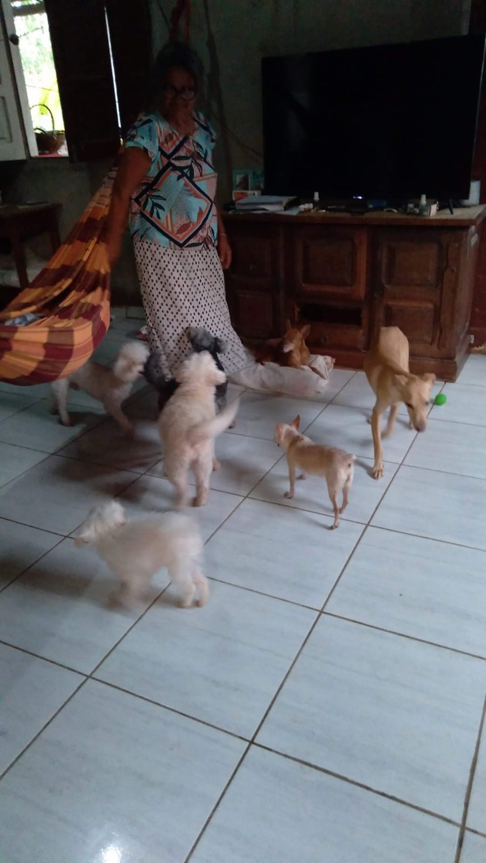 Maricilia mantêm 14 pets dentro de casa — Foto: Arquivo pessoal/ Maricilia